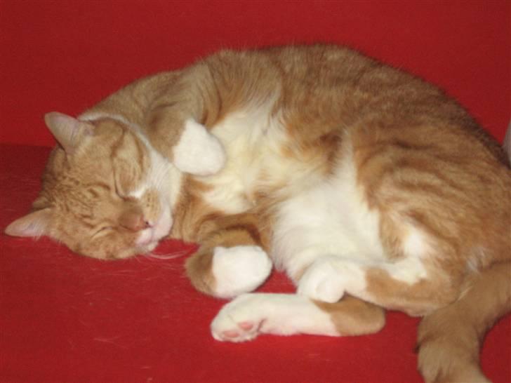 Huskat Chili - En lur på sofaen billede 5