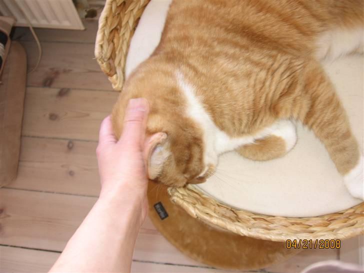 Huskat Chili billede 6