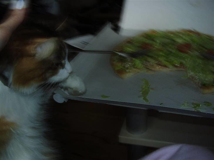 Blanding af racer Chanelle - mmm pizza!!! billede 19