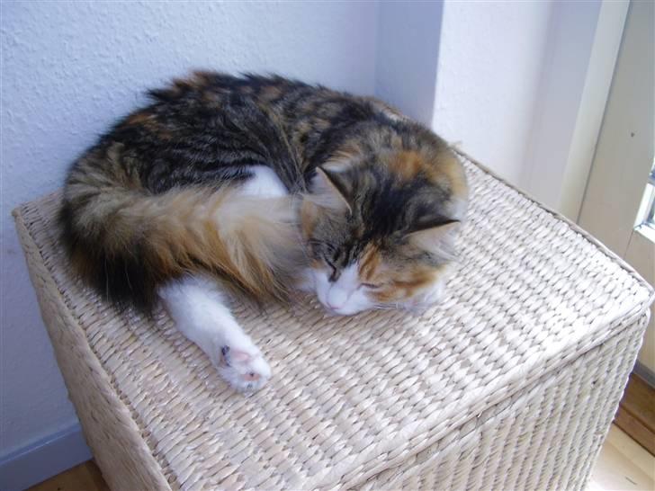 Blanding af racer Chanelle - yndlings liggestedet billede 20