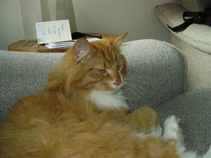 Blanding af racer Felix - sofaen er det bedste sted billede 16