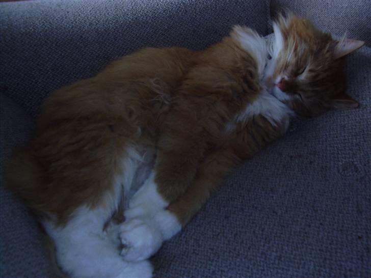 Blanding af racer Felix - hvem vil ikke gerne være kat billede 17