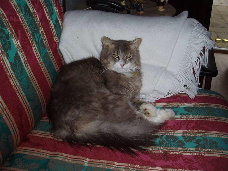 Norsk Skovkat Hesky - Her er han så :) billede 1