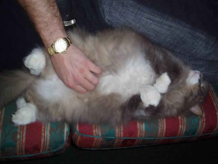 Norsk Skovkat Hesky - Legesyg :) billede 2