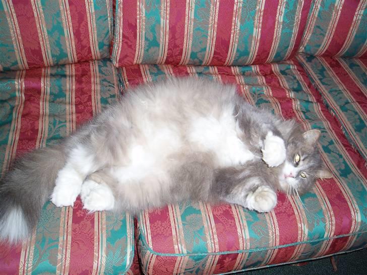 Norsk Skovkat Hesky - Doven.. billede 3