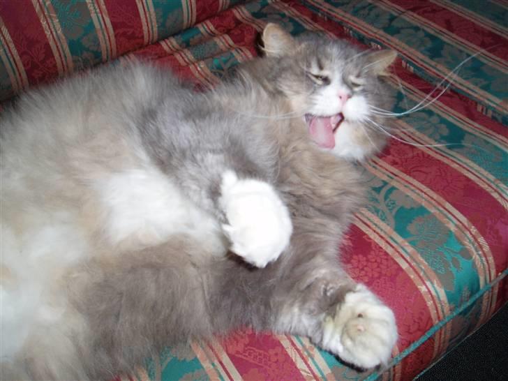 Norsk Skovkat Hesky billede 4