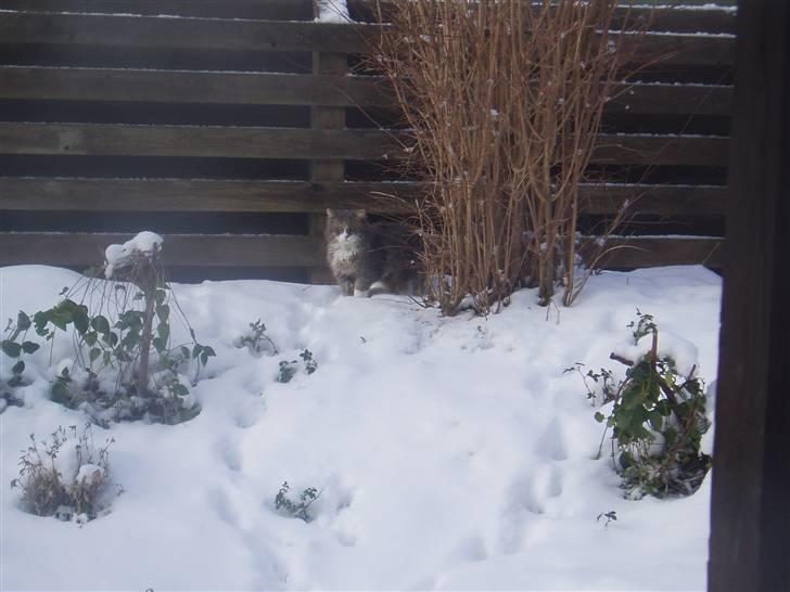 Norsk Skovkat Hesky - så er vi ude og lege i sneen billede 5