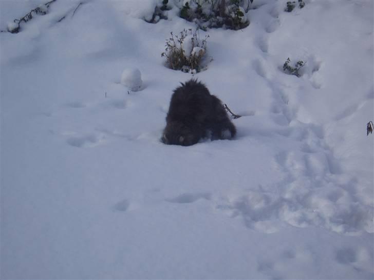 Norsk Skovkat Hesky - Hvad er det hvide stads for noget ? billede 6