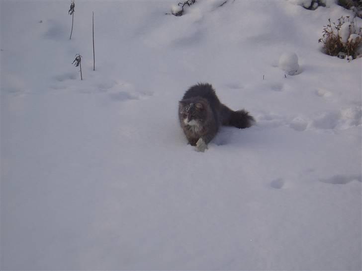 Norsk Skovkat Hesky billede 7