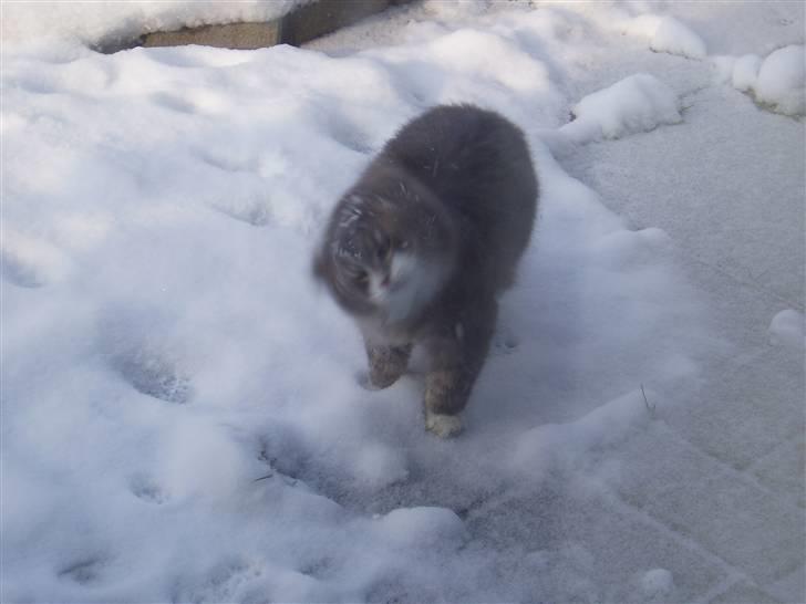 Norsk Skovkat Hesky - Så Skal der rystes :) billede 8