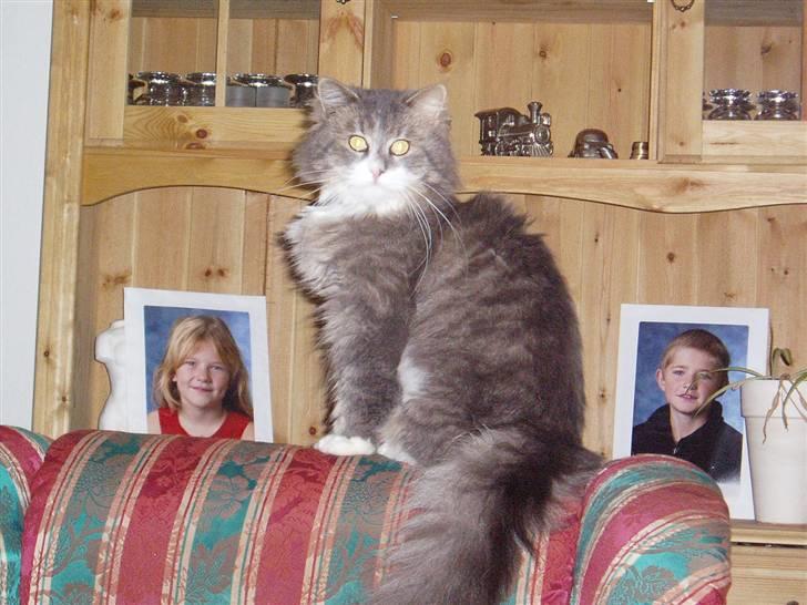 Norsk Skovkat Hesky billede 9