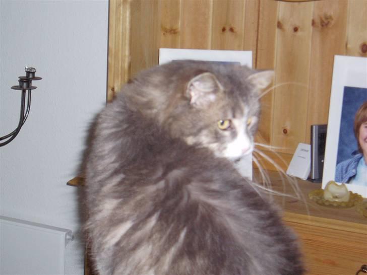 Norsk Skovkat Hesky billede 10