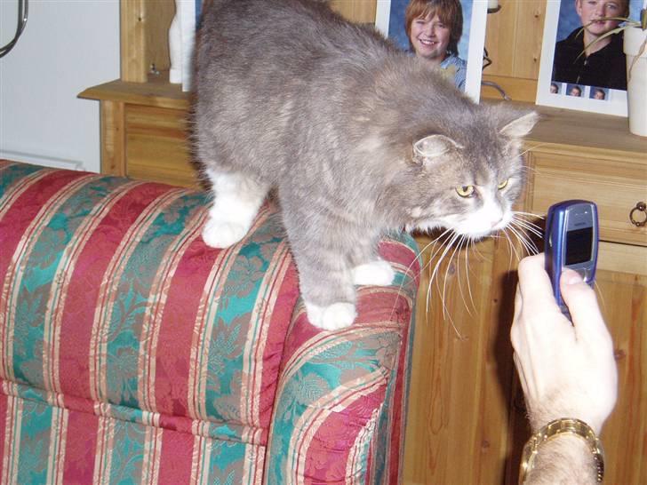 Norsk Skovkat Hesky - Nygerig.. billede 11