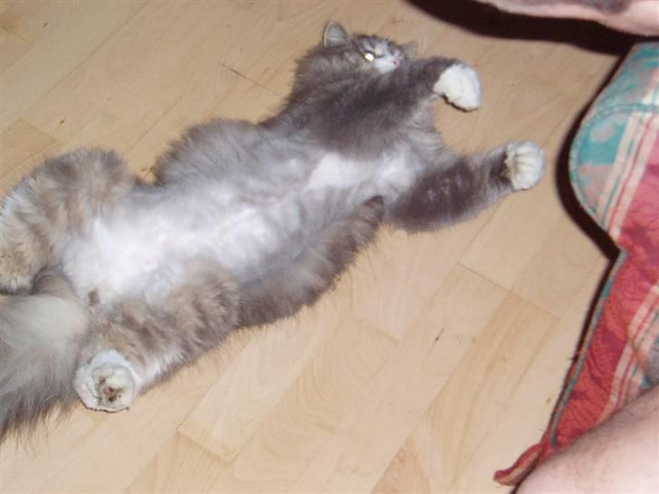 Norsk Skovkat Hesky billede 12