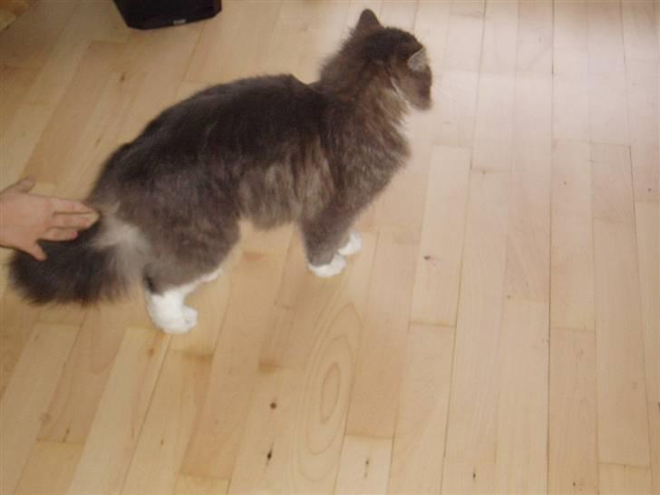 Norsk Skovkat Hesky billede 13