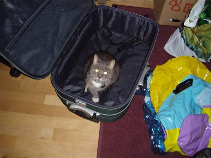 Norsk Skovkat Hesky - Her er så moren. billede 14