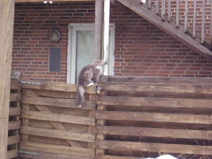 Norsk Skovkat Hesky - Holder udkig efter en anden mis  billede 15