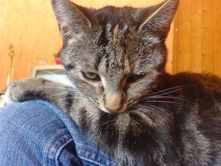 Huskat minnie billede 7