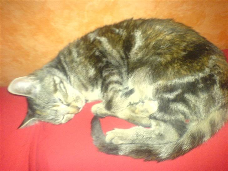 Huskat minnie billede 8