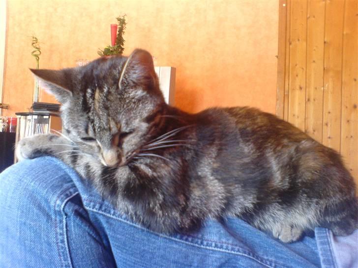 Huskat minnie billede 9