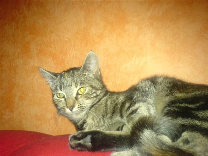 Huskat minnie billede 10