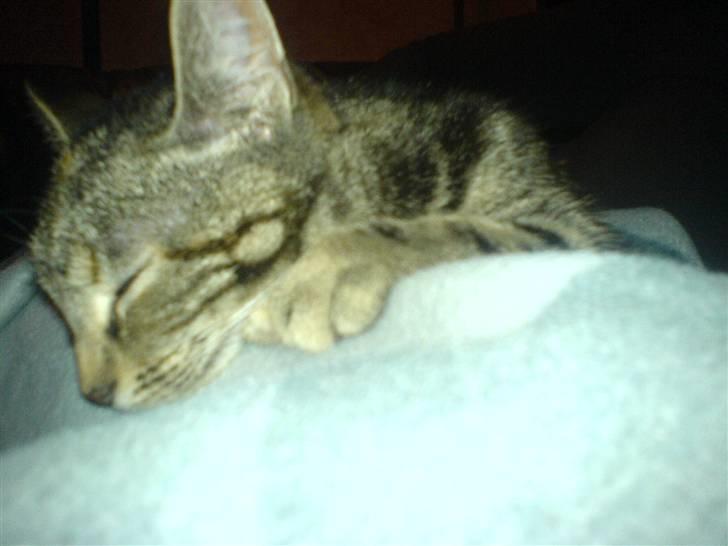 Huskat minnie billede 11