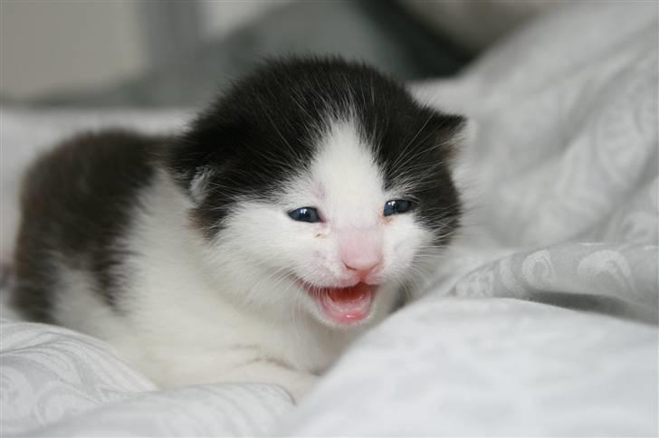 Blanding af racer Vega - 2 uger gammel billede 1