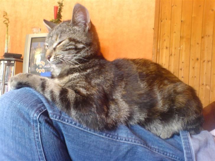 Huskat minnie billede 12