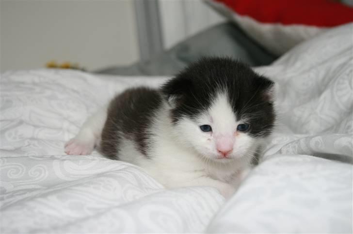 Blanding af racer Vega - 2 uger gammel billede 2