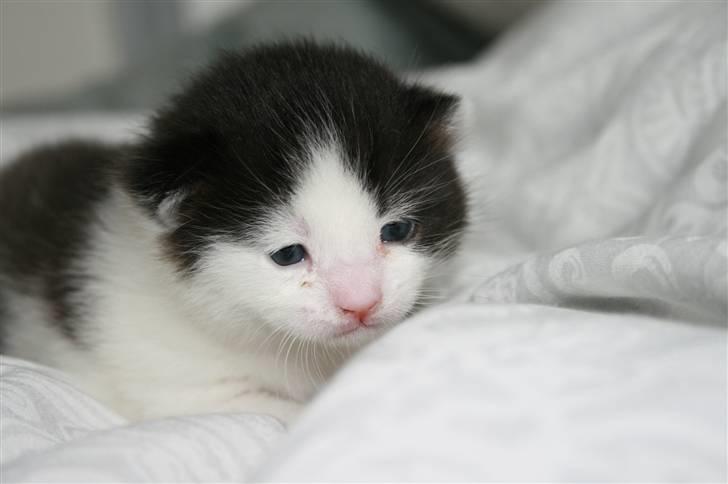 Blanding af racer Vega - 2 uger gammel billede 3