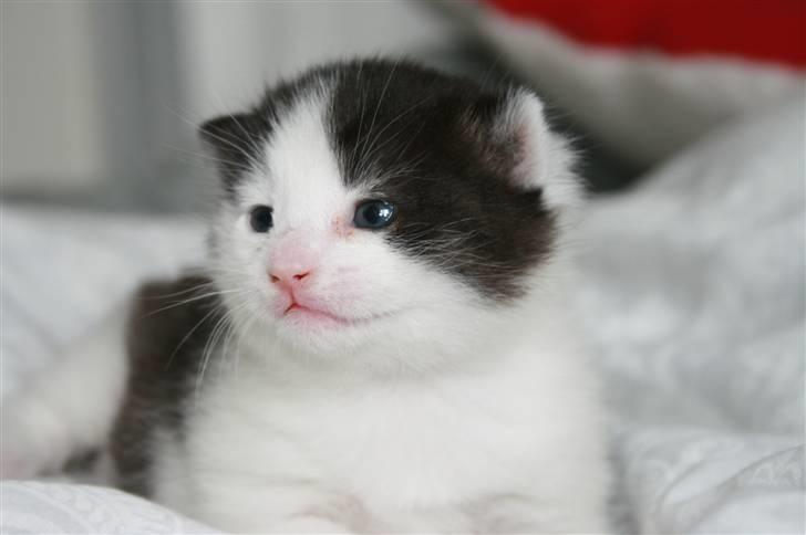 Blanding af racer Vega - 2 uger gammel billede 4