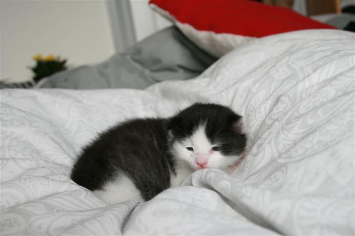 Blanding af racer Vega - 2 uger gammel billede 5