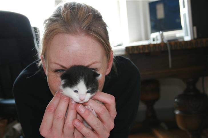 Blanding af racer Vega - 2 uger gammel billede 6