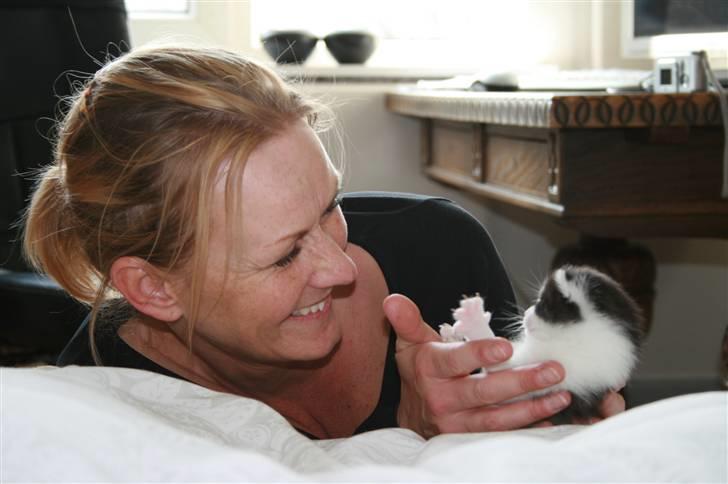 Blanding af racer Vega - 2 uger gammel billede 7