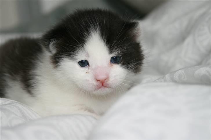 Blanding af racer Vega - 2 uger gammel billede 8