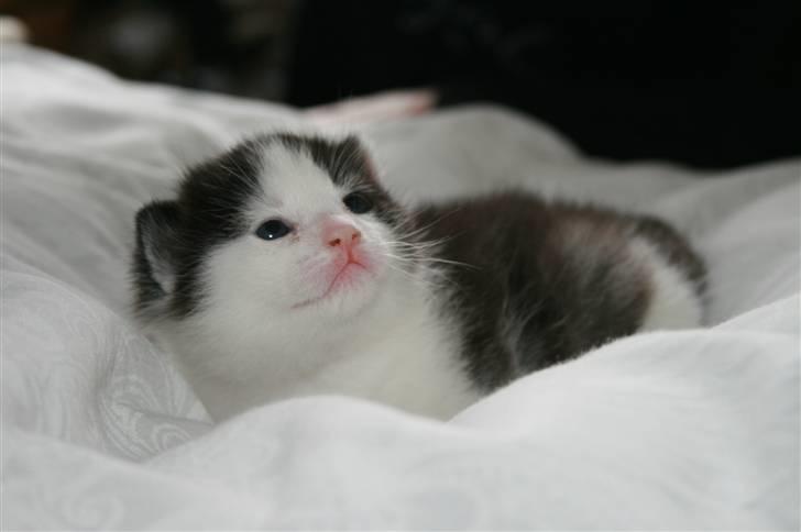 Blanding af racer Vega - 2 uger gammel billede 9