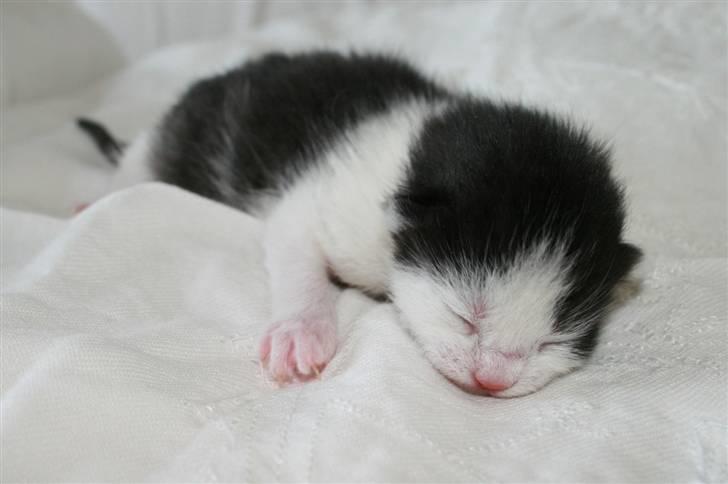 Blanding af racer Vega - 2 dage gammel billede 10