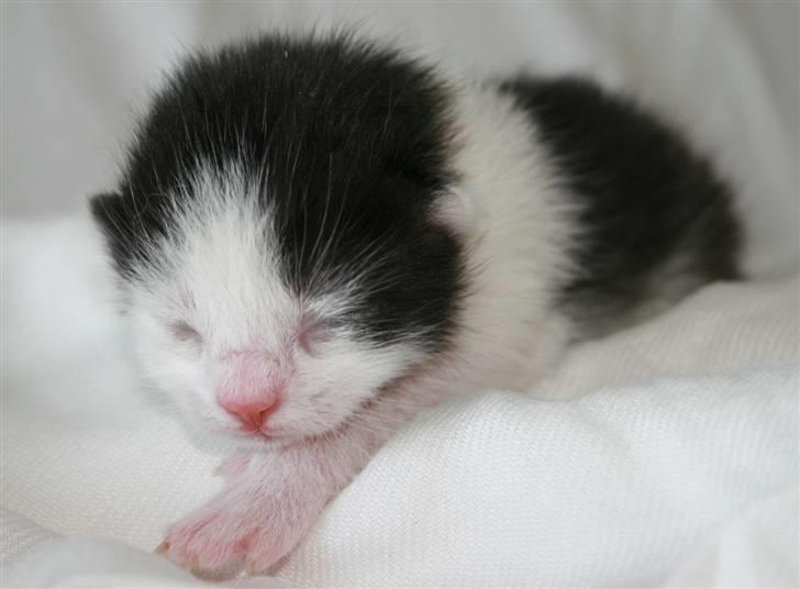 Blanding af racer Vega - 2 dage gammel billede 11