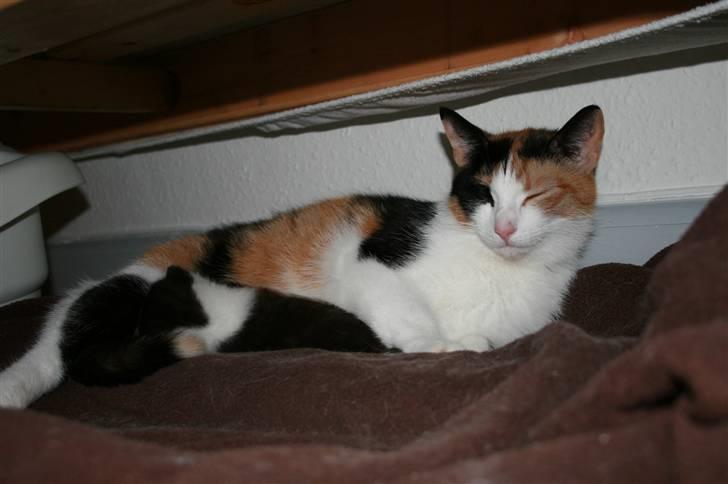 Blanding af racer Vega - Får babs hos moar.. 2 uger.. billede 12