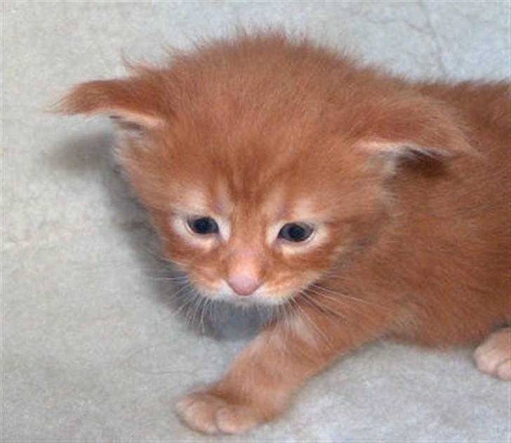 Maine Coon Cookie  - Er jeg ikke bare lille !  billede 1