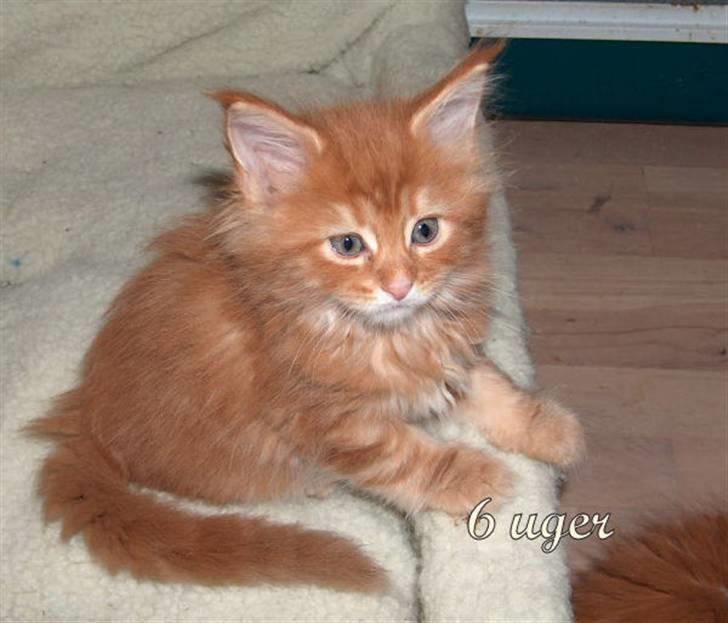 Maine Coon Cookie  - Er der mad !?  billede 4