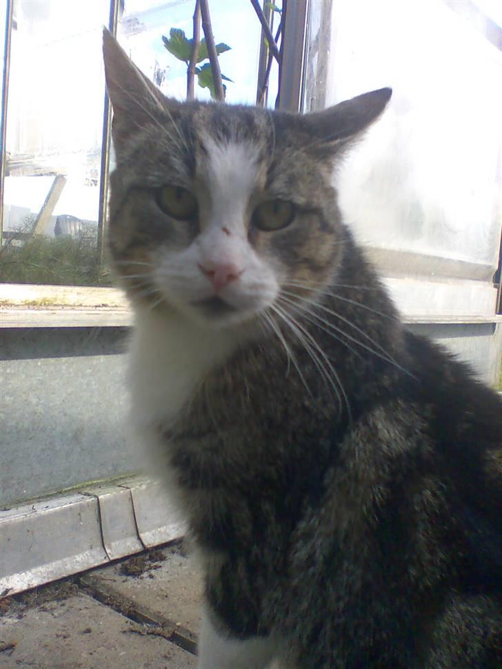 Huskat Fedte billede 1