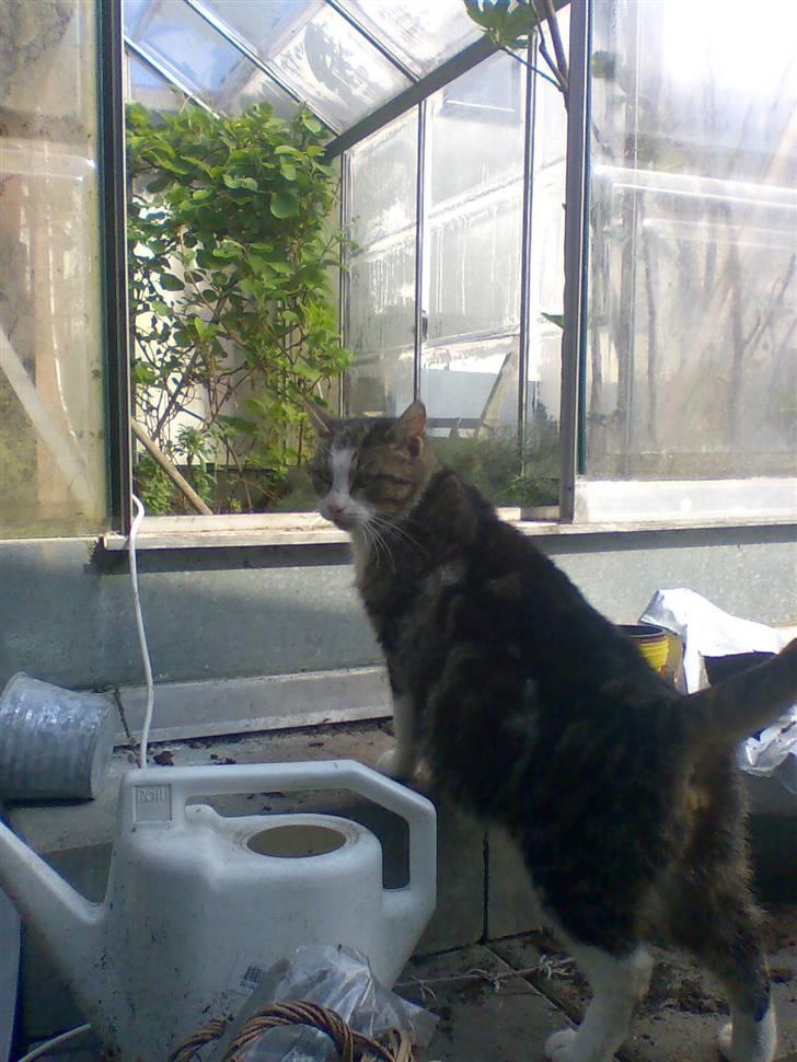 Huskat Fedte billede 2