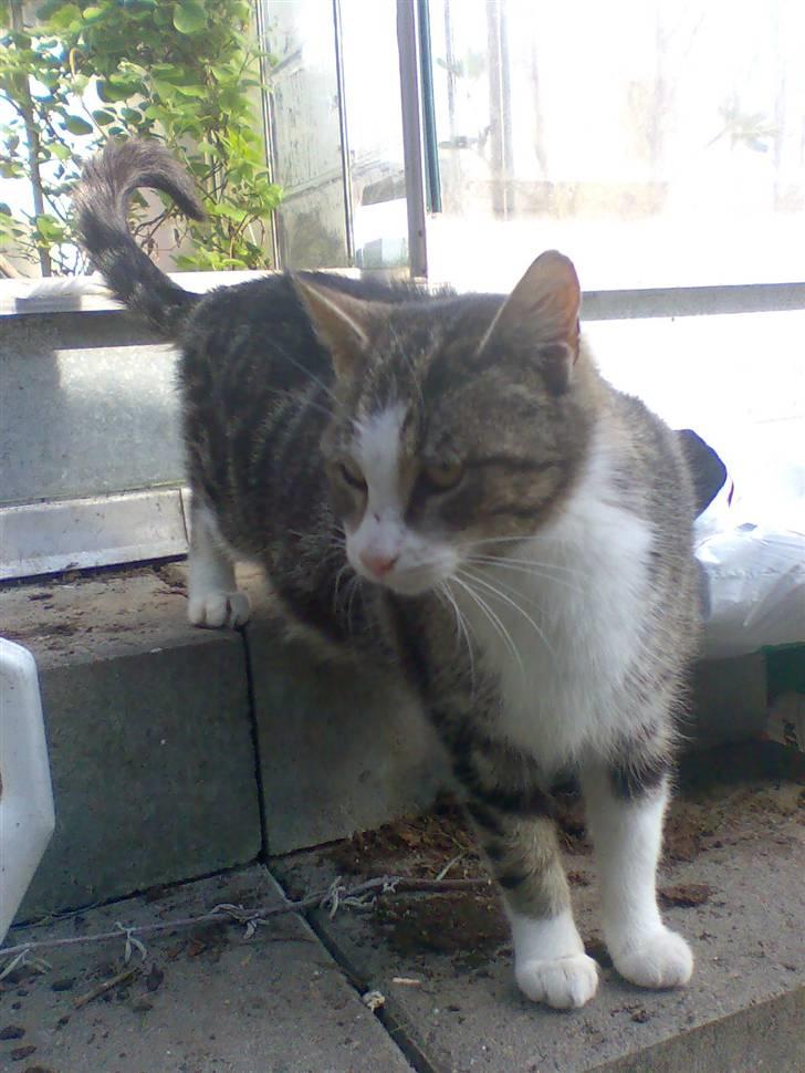 Huskat Fedte billede 3