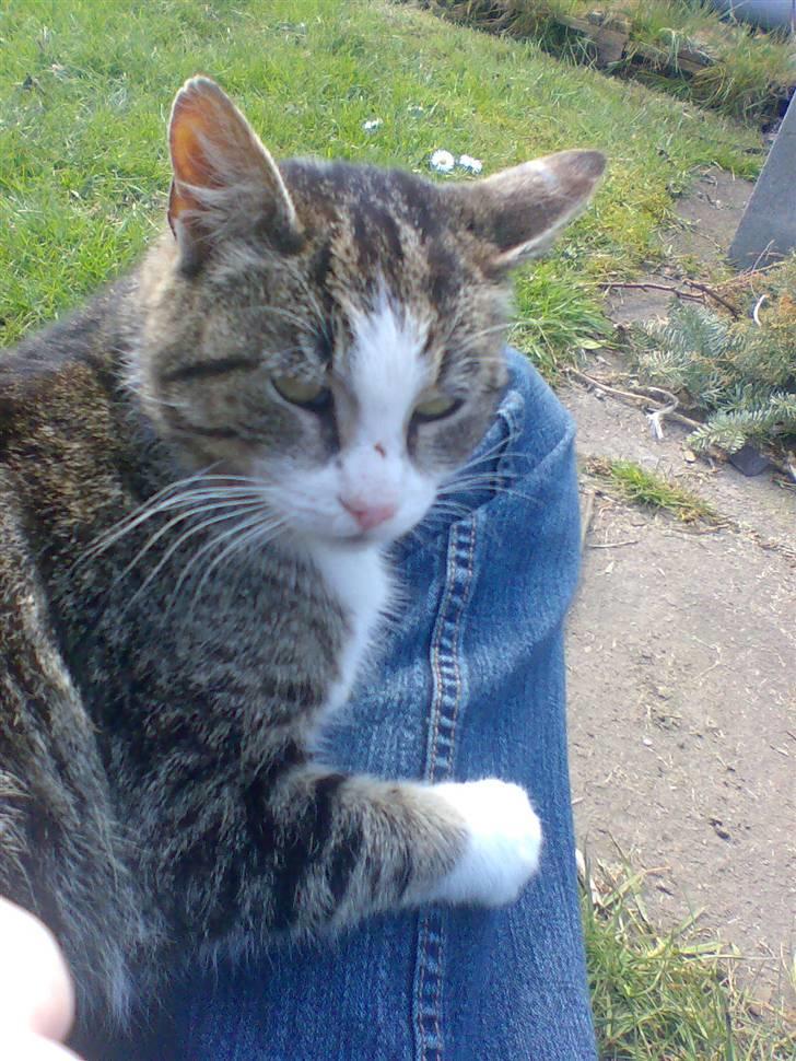 Huskat Fedte billede 4