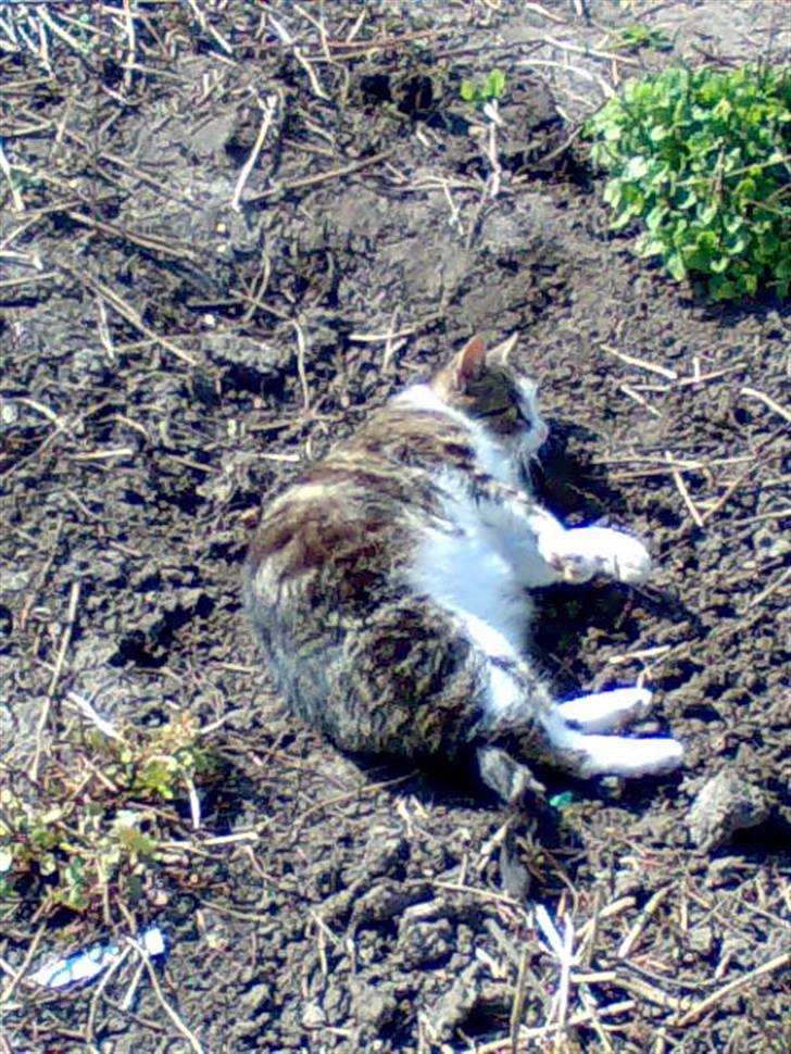 Huskat Fedte billede 5