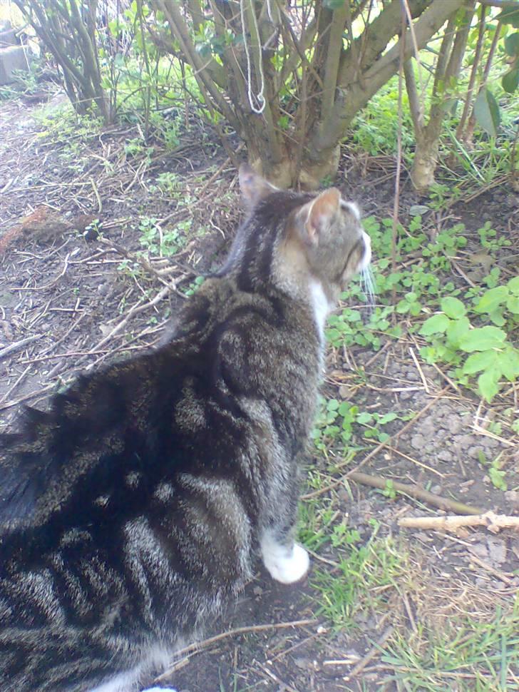 Huskat Fedte billede 6