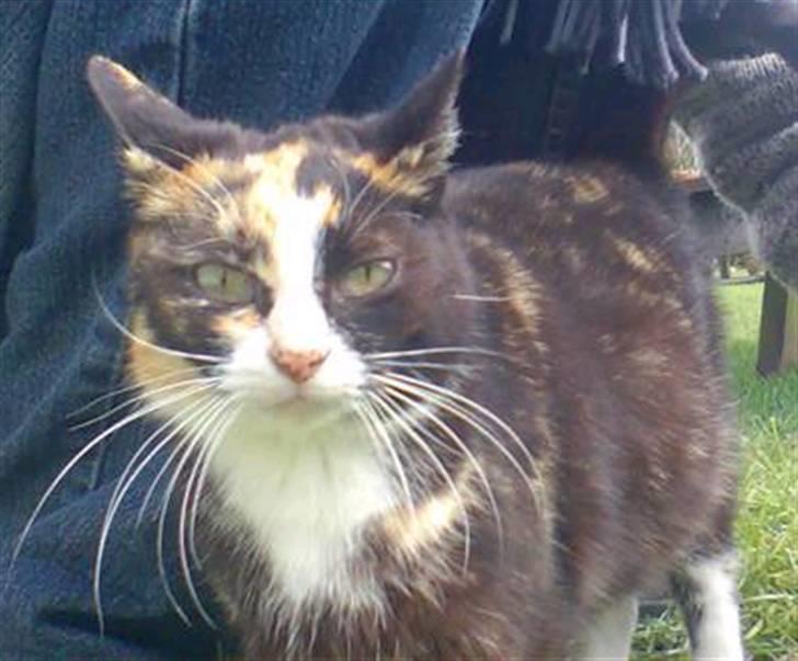 Huskat Mimmer billede 1