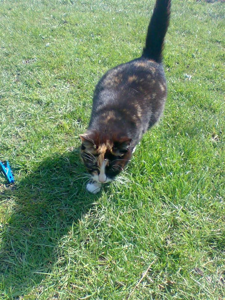 Huskat Mimmer billede 2