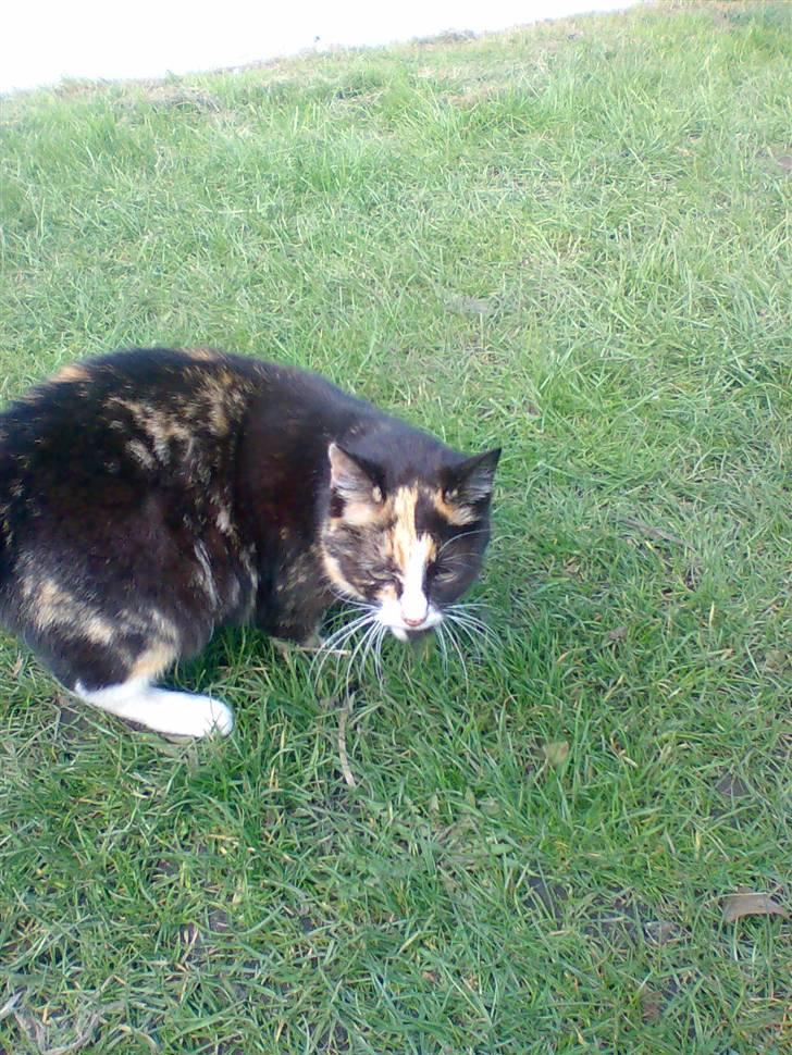 Huskat Mimmer billede 3